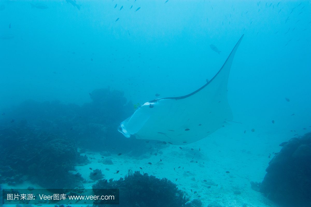 蝠鲼和蝠魟：蝠鲼和蝠[需手動填充]是兩種不同的海洋生物