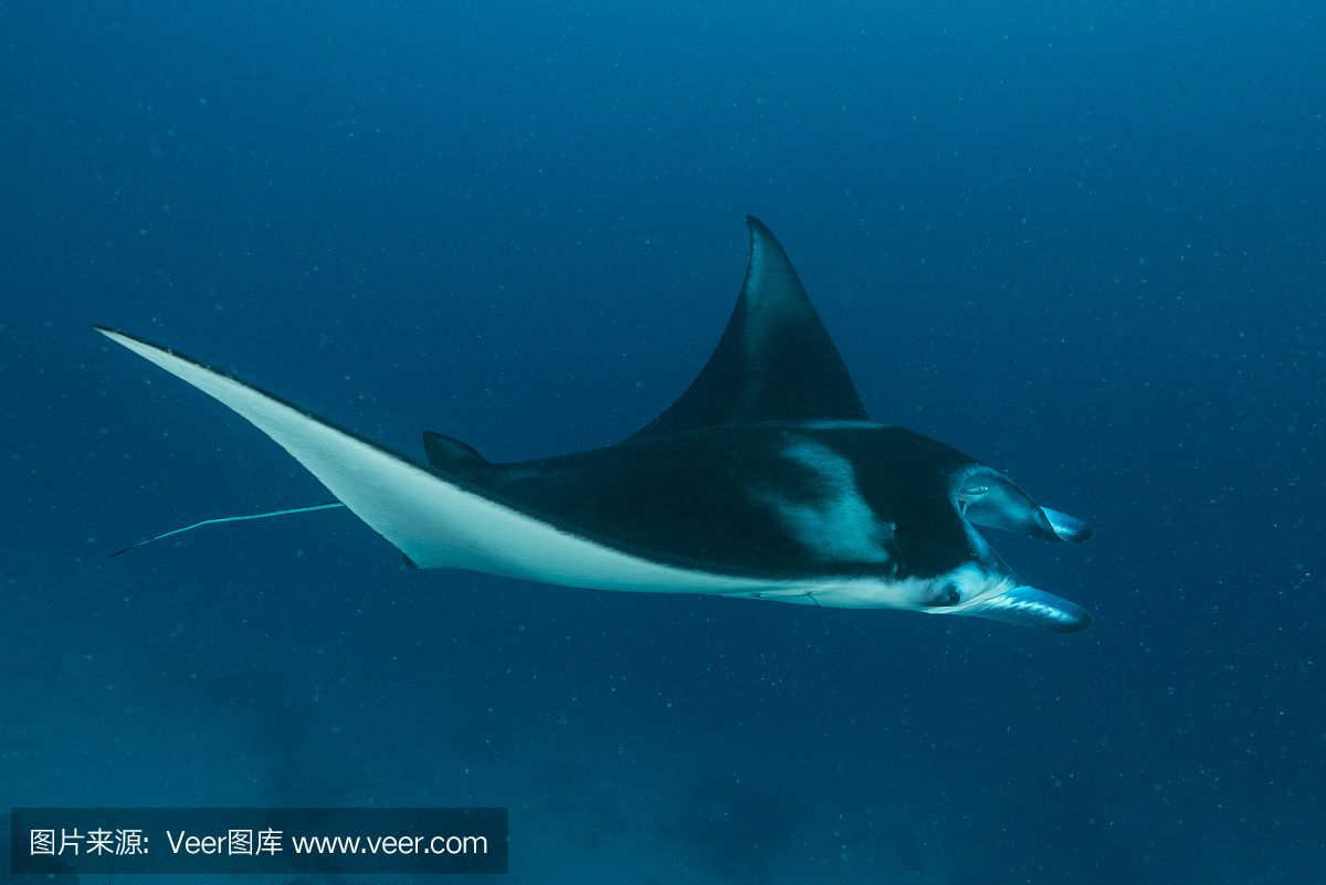 蝠鲼和蝠魟：蝠鲼和蝠[需手動填充]是兩種不同的海洋生物