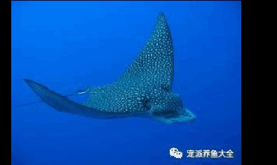 蝠鲼鰩魚魟魚：海洋生物中蝠鲼、鰩魚和魟魚之間的區(qū)別