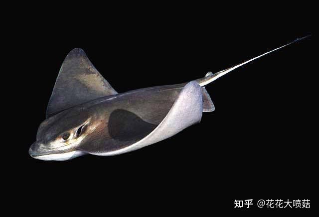 蝠鲼鰩魚魟魚：海洋生物中蝠鲼、鰩魚和魟魚之間的區(qū)別