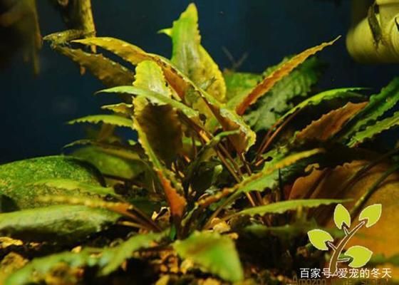 大魚缸養(yǎng)什么水草好：適合大魚缸養(yǎng)殖的水草有哪些？ 魚缸百科 第2張