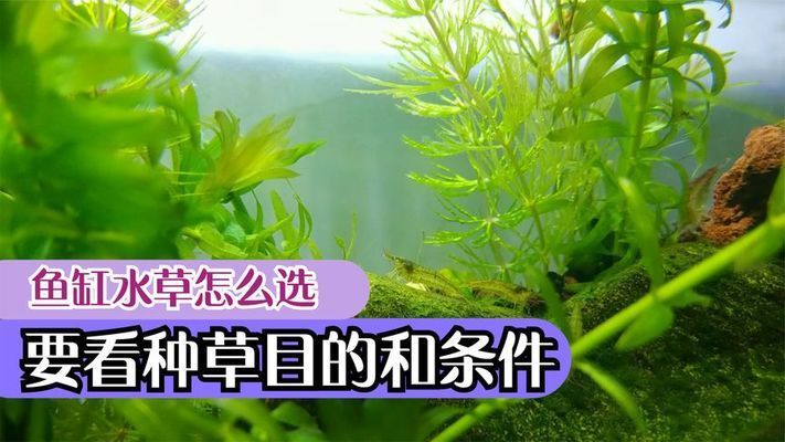 大魚缸養(yǎng)什么水草好：適合大魚缸養(yǎng)殖的水草有哪些？