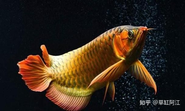 戰(zhàn)船魚和銀龍能混養(yǎng)嗎：戰(zhàn)船魚和銀龍魚可以混養(yǎng)嗎 龍魚百科 第2張