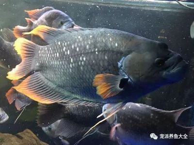 戰(zhàn)船魚和銀龍能混養(yǎng)嗎：戰(zhàn)船魚和銀龍魚可以混養(yǎng)嗎