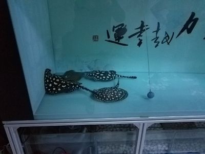 大魚缸側濾需要裝過濾器嗎？：魚缸過濾器原理是什么魚缸過濾器的原理是什么