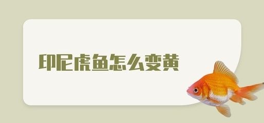 虎魚(yú)什么時(shí)候變黃：虎魚(yú)的顏色變化主要由以下幾個(gè)因素決定 虎魚(yú)百科 第3張