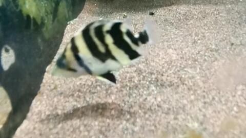 印尼虎魚喂食方法和技巧圖片：印尼虎魚喂食方法和技巧 虎魚百科 第3張