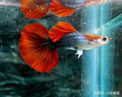 剛出生的小魟魚(yú)水溫多少度合適：剛出生的小魟魚(yú)對(duì)于水溫的變化非常敏感，需要穩(wěn)定且適宜的水溫環(huán)境 魟魚(yú)百科 第2張