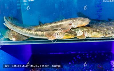 小龍魚是海魚還是淡水魚：小龍魚是一種淡水魚，而非海水魚，它的學(xué)名是美麗硬仆骨舌魚 龍魚百科 第3張