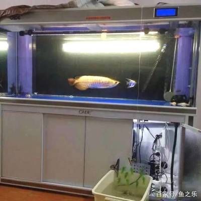 魟魚公魚不會打怎么辦：魟魚公魚不打架可能是因為它們的生理特性決定的 魟魚百科 第3張