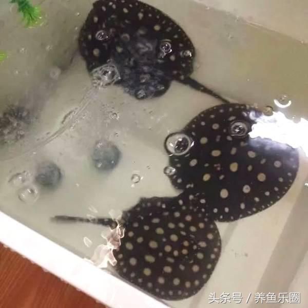 魟魚公魚不會打怎么辦：魟魚公魚不打架可能是因為它們的生理特性決定的 魟魚百科 第2張