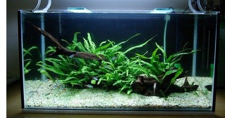 大魚(yú)缸水草種植方法：大魚(yú)缸水草種植方法和注意事項(xiàng) 魚(yú)缸百科 第1張