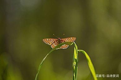 彩蝶下水聲音很大：如何解決彩蝶魚(yú)缸下水聲音問(wèn)題 彩鰈魚(yú)缸（彩蝶魚(yú)缸） 第3張