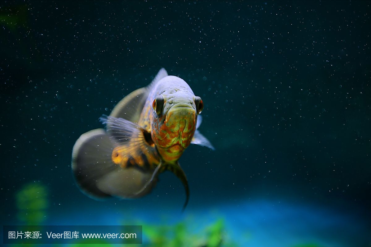 虎魚(yú)眼里有氣泡怎么辦：虎魚(yú)眼睛里有氣泡怎么辦 虎魚(yú)百科 第1張