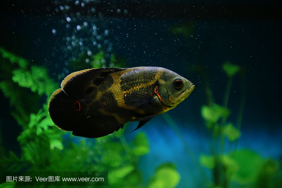 虎魚(yú)眼里有氣泡怎么辦：虎魚(yú)眼睛里有氣泡怎么辦 虎魚(yú)百科 第3張