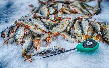 魟魚冬天需要加溫嗎：魟魚冬天需要加溫嗎[需手動填充][需手動填充]魚冬天需要加溫嗎 魟魚百科 第3張