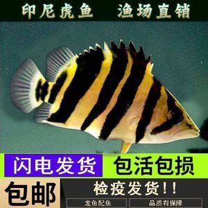 虎魚吃活食怎么檢疫：喂養(yǎng)虎魚活食怎么檢疫 虎魚百科 第1張