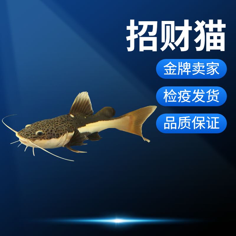 虎魚吃活食怎么檢疫：喂養(yǎng)虎魚活食怎么檢疫 虎魚百科 第3張