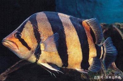 虎魚(yú)紋路怎么看出來(lái)的：虎魚(yú)的紋路應(yīng)該具備對(duì)稱(chēng)性， 虎魚(yú)百科 第3張