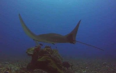 魔鬼魚(yú)魟魚(yú)一樣嗎：魔鬼魚(yú)和魟魚(yú)一樣嗎？ 魟魚(yú)百科 第2張