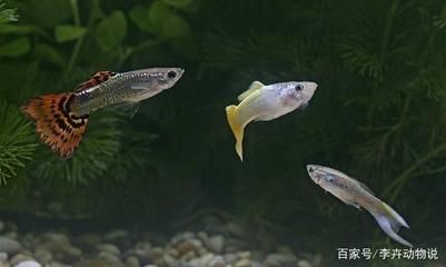 最常見觀賞魚苗的種類：常見的觀賞魚苗種類 魟魚百科 第2張