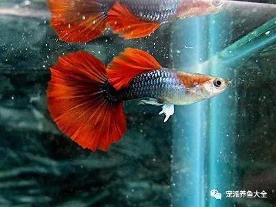 最常見觀賞魚苗的種類：常見的觀賞魚苗種類 魟魚百科 第3張