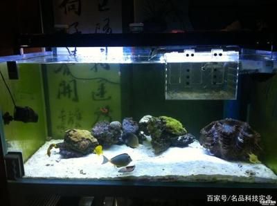 比較好養(yǎng)的魚(yú)缸觀賞魚(yú)推薦：小缸觀賞魚(yú)的養(yǎng)殖技巧 魚(yú)缸百科 第1張