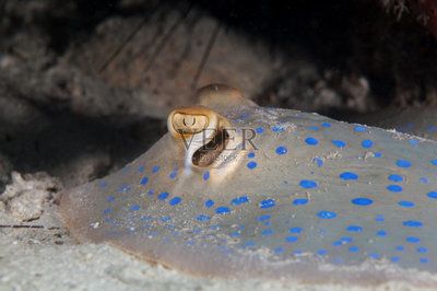 魟魚背上有黑點是什么原因引起的：魟魚背上的黑點可能由多種原因引起，養(yǎng)魚愛好者認(rèn)為 魟魚百科 第3張