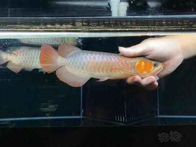 印尼血紅龍魚和普通魚哪個好：印尼血紅龍魚和普通魚哪個好印尼血紅龍魚和普通魚哪個好