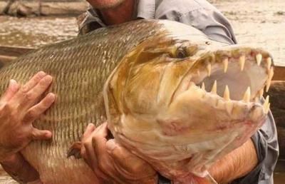 捕撈野生泰國(guó)虎魚(yú)視頻：捕撈野生泰國(guó)虎魚(yú)的視頻 虎魚(yú)百科 第3張