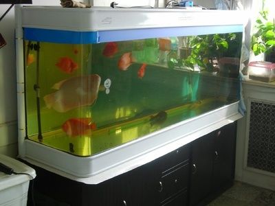 玻璃魚缸滲水用什么膠：熱門魚缸膠品牌排行榜：水族專用膠，水族專用膠 魚缸百科 第1張