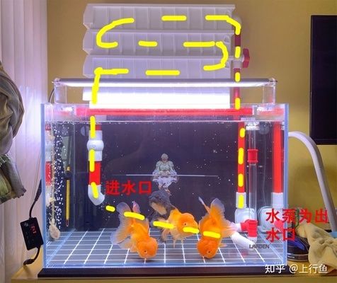 彩鰈魚缸兩個出水口什么用：彩鰈魚缸的兩個出水口各有其獨特的用途