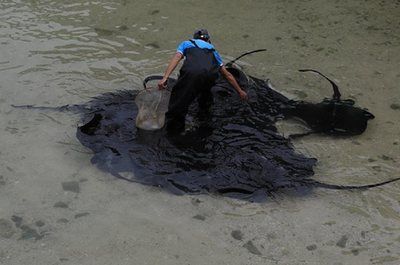 魟魚(yú)換水死亡為什么不能救活：魟魚(yú)換水不當(dāng)，可能會(huì)導(dǎo)致魟魚(yú)死亡 魟魚(yú)百科 第1張