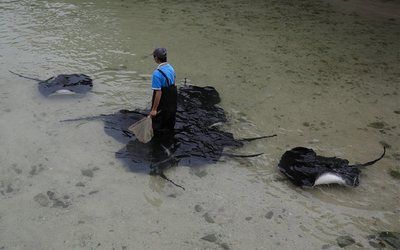 魟魚(yú)換水死亡為什么不能救活：魟魚(yú)換水不當(dāng)，可能會(huì)導(dǎo)致魟魚(yú)死亡 魟魚(yú)百科 第2張