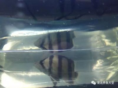 泰北虎魚和印尼虎魚哪個好養(yǎng)：泰北虎魚和印尼虎魚哪個好養(yǎng)泰北虎魚和印尼虎魚哪個好養(yǎng) 虎魚百科 第2張