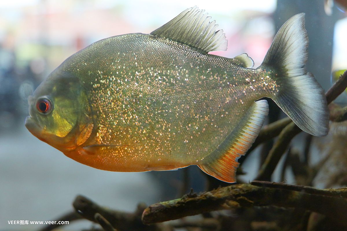 蟳虎魚圖片：淺海礁石洞里的蟳虎魚圖片搜索結(jié)果 虎魚百科 第2張