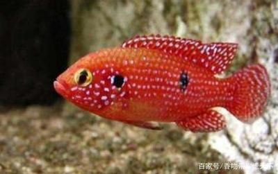 紅寶石魚和龍魚混養(yǎng)好不好：紅寶石魚和龍魚是否適合混養(yǎng)主要取決于它們的生活習(xí)性和性格特征 龍魚百科 第2張