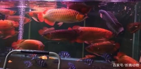 紅龍魚的最佳混養(yǎng)魚種：紅龍魚的最佳混養(yǎng)魚種有哪些？ 龍魚百科 第3張