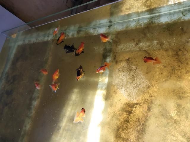 龍魚虎魚鸚鵡魚可以混養(yǎng)嗎：龍魚、虎魚、鸚鵡魚可以混養(yǎng)嗎？ 虎魚百科 第3張