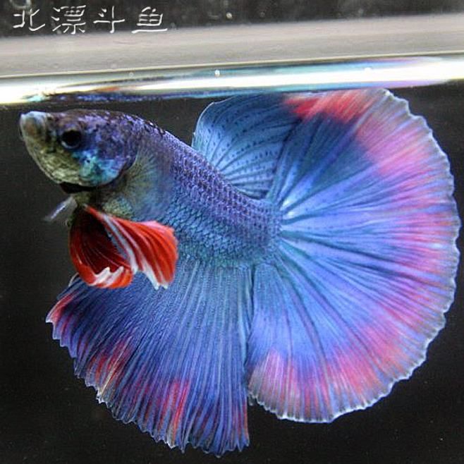 彩蝶魟魚缸是哪一款：彩蝶品牌的魚缸有哪些型號