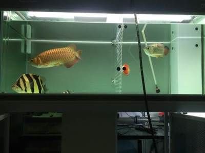 彩蝶魟魚缸是哪一款：彩蝶品牌的魚缸有哪些型號