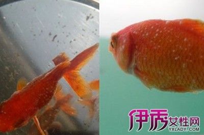 大魚缸換水怎么控制溫度：養(yǎng)魚更換大魚缸水溫的重要步驟和注意事項(xiàng)和注意事項(xiàng) 魚缸百科 第1張