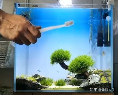 玻璃擦可以擦魚缸嗎：魚缸清潔工具玻璃擦的使用方法 魚缸百科 第1張