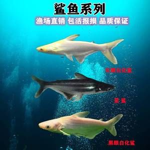 觀賞魚 虎鯊：虎頭鯊的飼養(yǎng)方法 虎魚百科 第3張