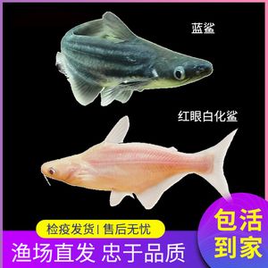 觀賞魚 虎鯊：虎頭鯊的飼養(yǎng)方法 虎魚百科 第2張