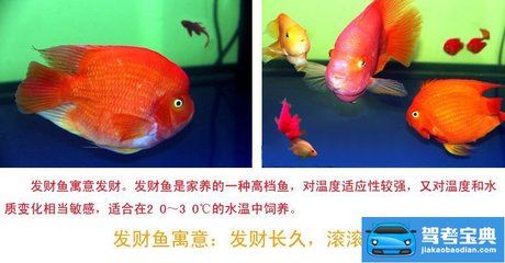 觀賞魚 虎鯊：虎頭鯊的飼養(yǎng)方法 虎魚百科 第1張