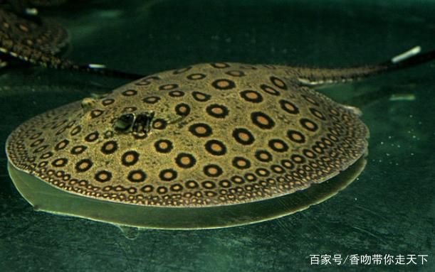 魟魚(yú) 魔鬼魚(yú)：魟魚(yú)和魔鬼魚(yú)在海洋生物中都是非常常見(jiàn)的魚(yú)類(lèi)，但體貌特征不同 魟魚(yú)百科 第2張