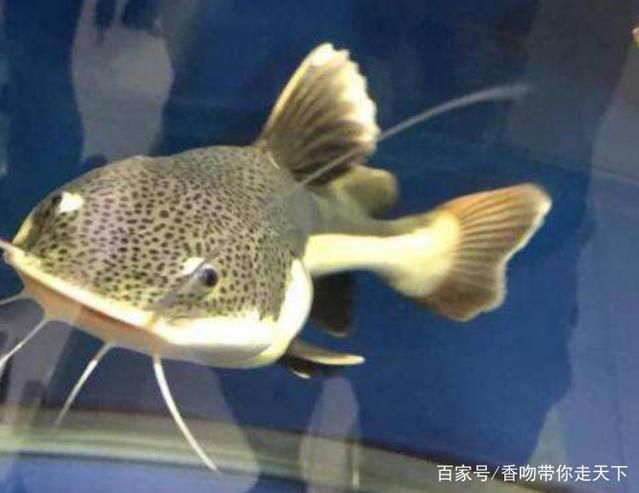 紅尾招財貓魚能和龍魚一起養(yǎng)么：紅尾招財貓魚能否與龍魚一起養(yǎng)，紅尾招財貓魚能否與龍魚一起養(yǎng)么