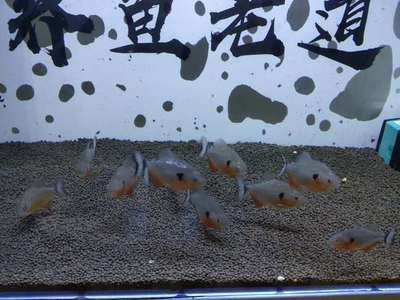 5公分虎魚(yú)飼養(yǎng)技巧：5公分的虎魚(yú)飼養(yǎng)技巧 虎魚(yú)百科 第3張