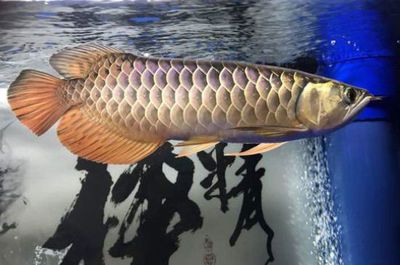 龍魚怎么游才算正常：龍魚在水面或中層自由游動 龍魚百科 第2張